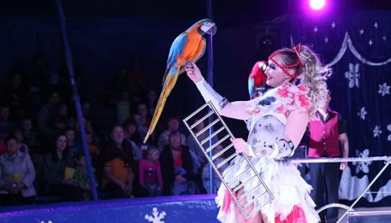 Цирк-шапито на льду «Grand Safari». Шоу «Иллюзия во льду», Дзержинск