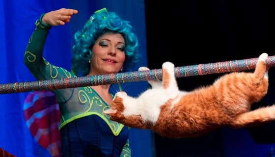 Театр кошек Юрия Куклачёва. Коты спасают мир, Дзержинск