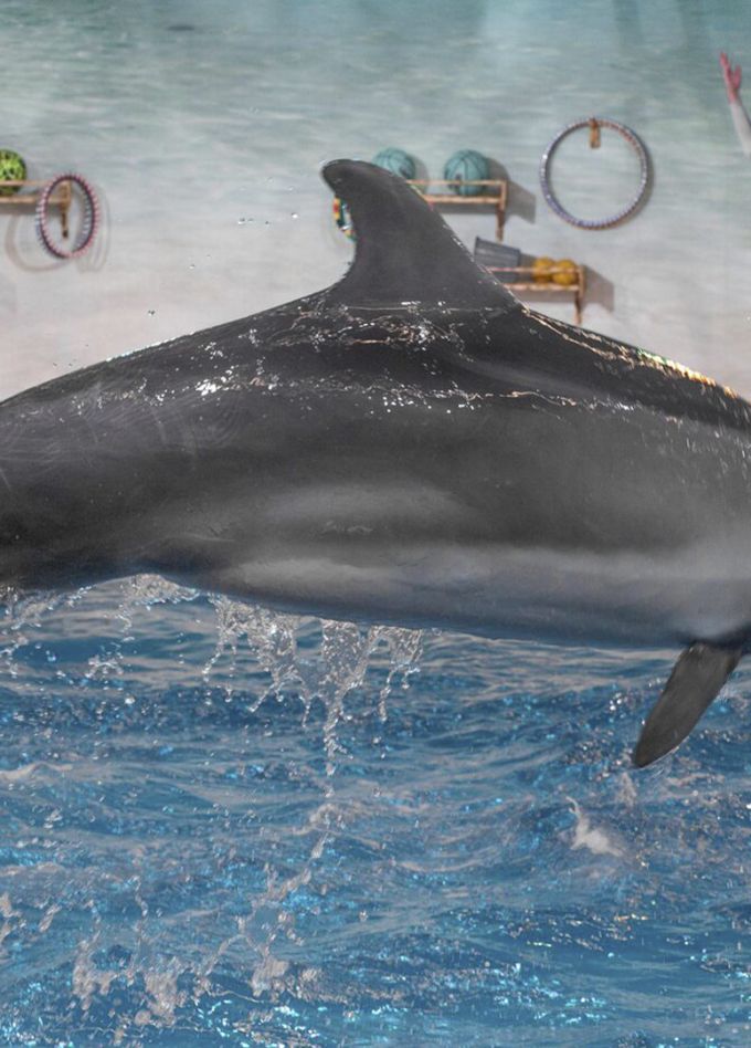 Новогодний континент