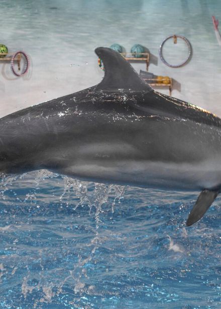 Новогодний континент