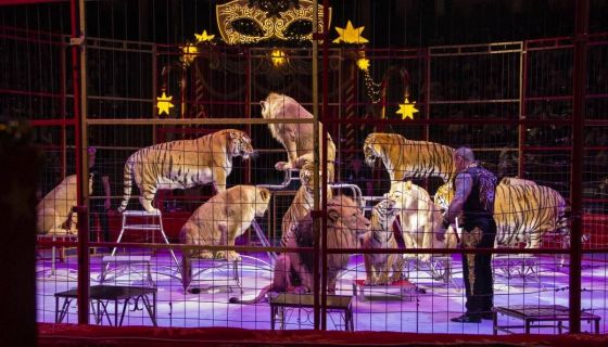 Цирковое шоу «Маска. Приключения ёлочных игрушек»