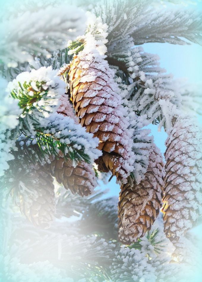 Хвойные истории: Интерактивная программа