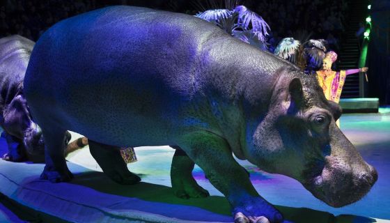 Цирковое шоу Гии Эрадзе «Песчаная сказка»