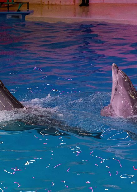 Шоу дельфинов