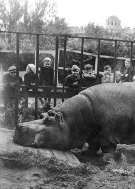 Почему не съели бегемота? Лекция