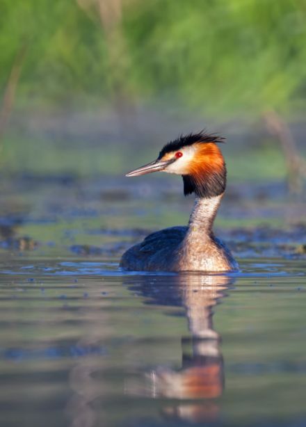 Встречаем птиц: Интерактивная программа