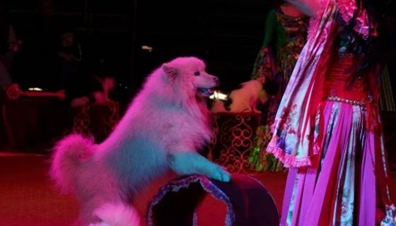 Цирк-шапито «Circusland». Шоу «Хищник и принцесса цирка», Саров