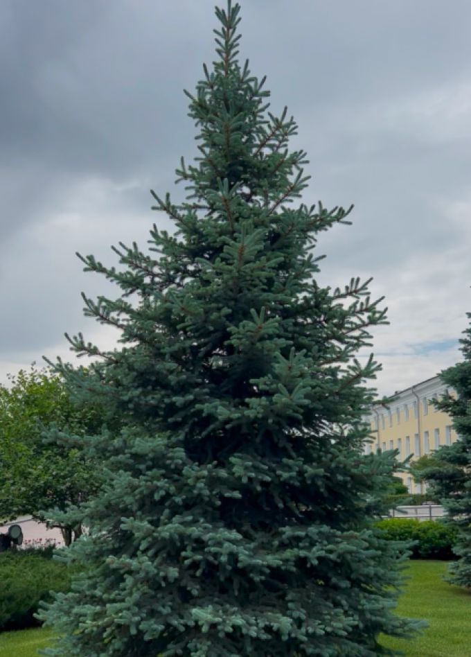 Хвойные стражи кремля: Экскурсия